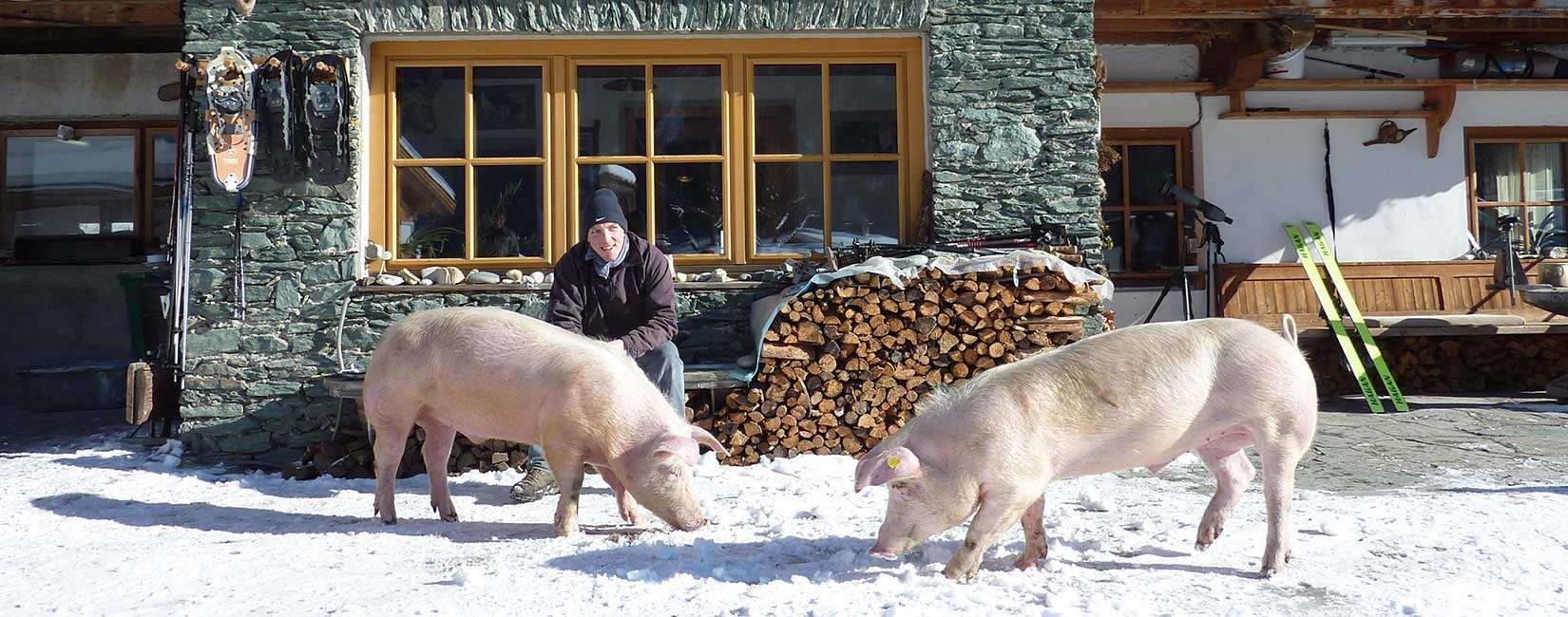 2_Hausschweine-entdecken-den-Schnee