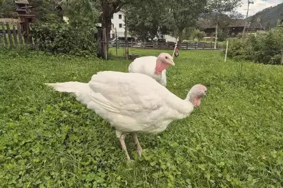 09_redlerhof_unsere-Puten