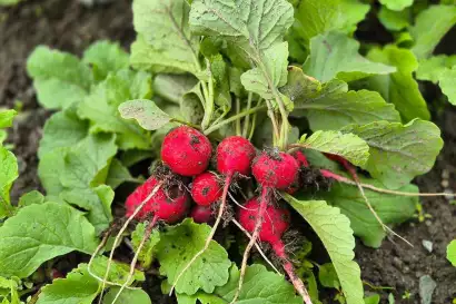 5_biohof_redlerhof_hofprodukte_Radieschenernte