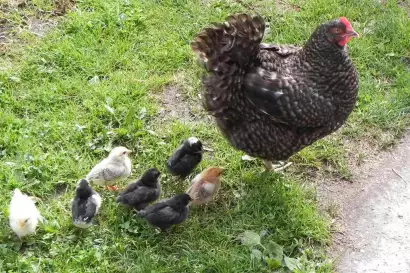 06_redlerhof_henne-mit-nachwuchs