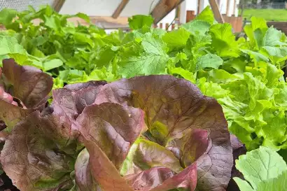 5_biohof_redlerhof_nachhaltigkeit_Hochbeet