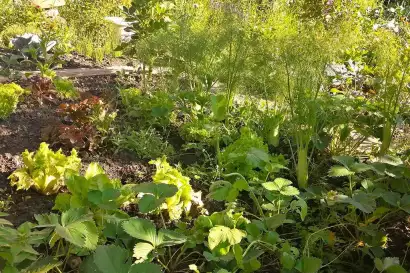 3_biohof_redlerhof_nachhaltigkeit_Gemuesegarten