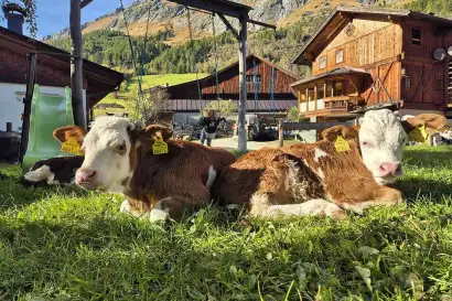 10_biohof_redlerhof_Kaelber