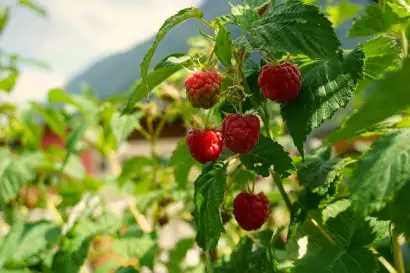 2_biohof_redlerhof_hofprodukte_Himbeeren-im-Garten