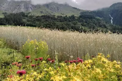 9_biohof_redlerhof_nachhaltigkeit_Roggenanbau