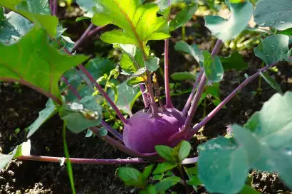 4_biohof_redlerhof_hofprodukte_Kohlrabi