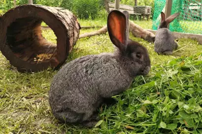 03_redlerhof_Hasengehege