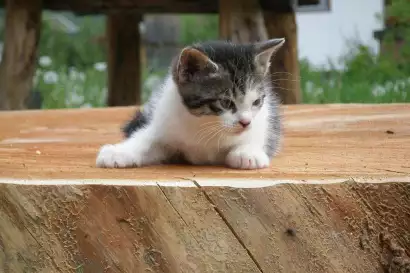 08_redlerhof_kleine-katze