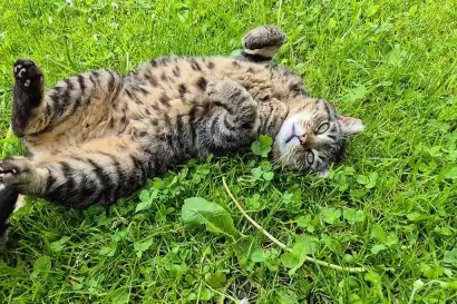 07_redlerhof_Hofkatze-Olga