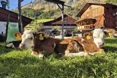 01_redlerhof_kaelber