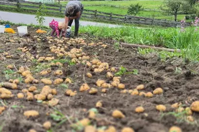 3_biohof_redlerhof_hofprodukte_kartoffelernte