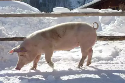 05_redlerhof_Hausschwein-schnuppert-frisch-Winterluft