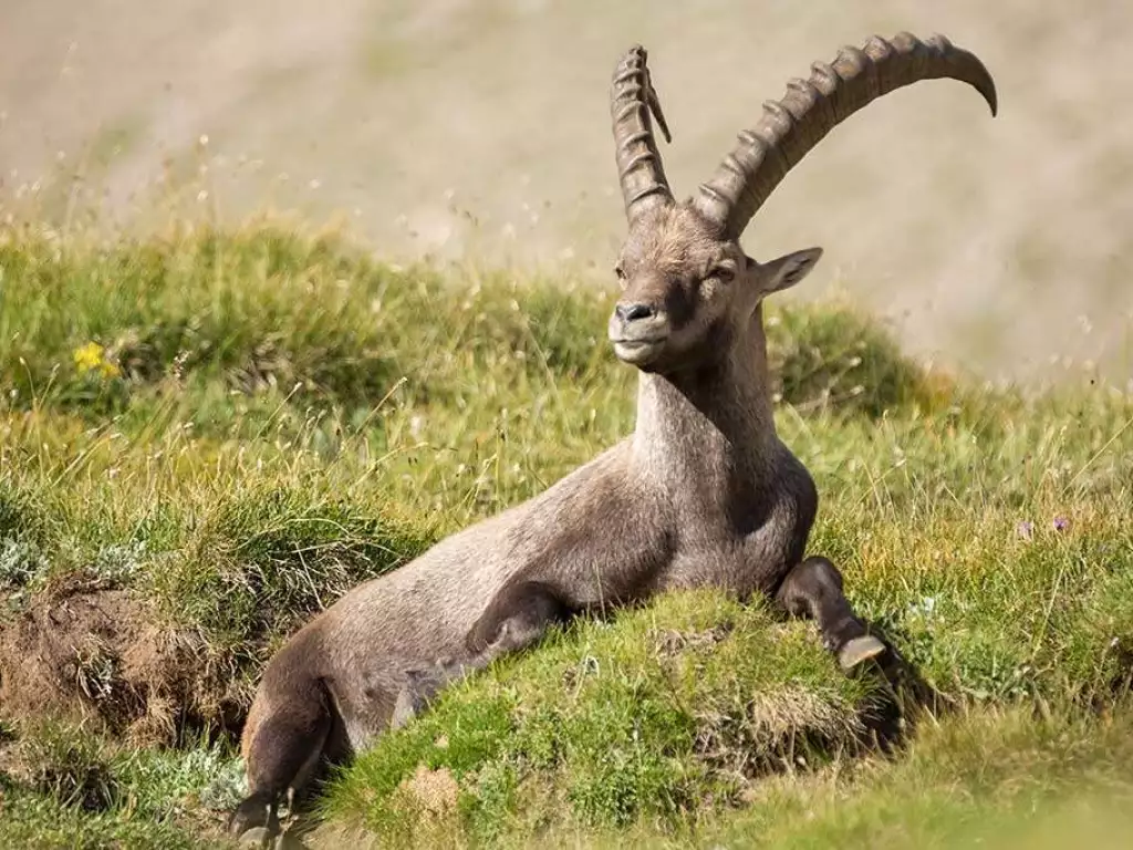 Steinbock liegt auf Wiese im Nationalpark hohe Tauern