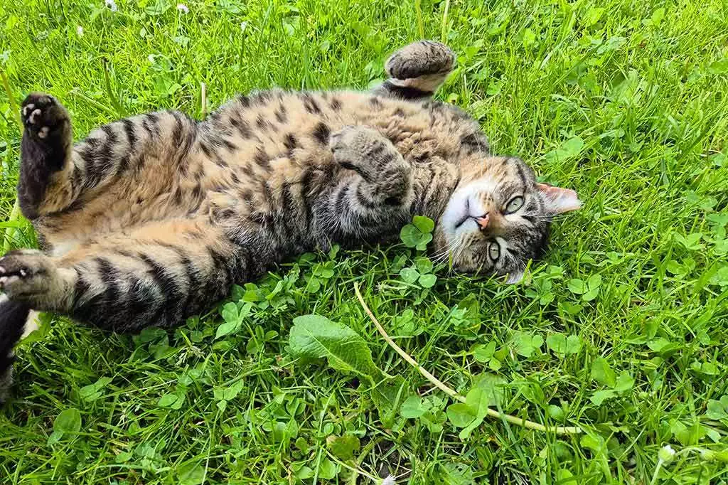 Katze Olga im der Wiese